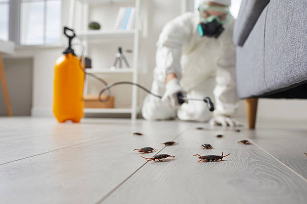 Post-Treatment Bed Bug Interceptor Monitoring in Titusville